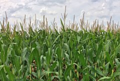 2017玉米价格上涨，大豆补贴新变化，农民种什么好？