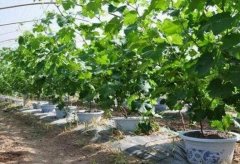 [每日农经]葡萄树盆栽一亩能卖30万 换个地方更赚钱