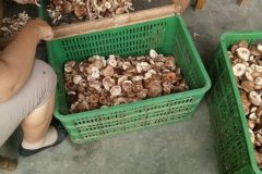 春季香菇栽培技术