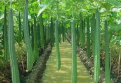 广西大化:丝瓜种植成农民“短平快”的致富好项目
