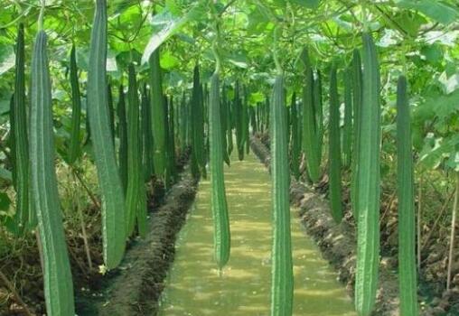 丝瓜种植成广西大化农民“短平快”的致富好项目