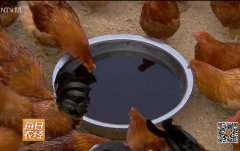 [每日农经]给鸡喝中药水 林下养鸡多赚钱的秘密