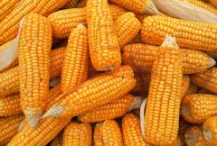 行情分析：2017年新玉米下来价格会不会跌?