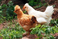 养鸡有补贴吗？2017年养鸡补贴标准是多少?