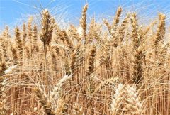 2017年山东省小麦中后期管理技术意见