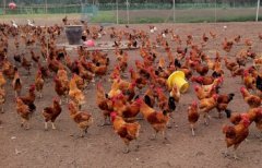 赵鹏飞：大学生创业当鸡倌 用中草药养殖卖土鸡蛋