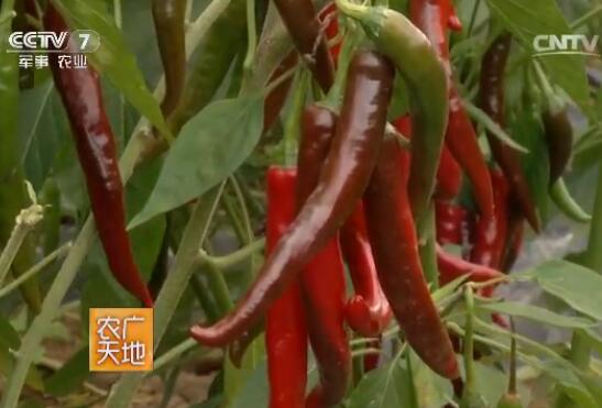 [农广天地]辣椒新品种“朝地椒1号”栽培技术