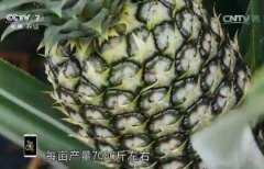 [每日农经]广东湛江金菠萝到底金贵在哪