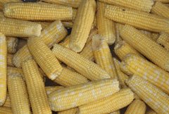 2017年4月份玉米价格还能涨吗？预计短期玉米市场行情窄幅波动为