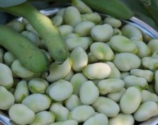 蚕豆喜肥特性及施肥时间和方法