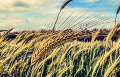 大麦需肥特点是什么？大麦丰产施肥技术