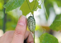 新奇特果蔬“拇指西瓜”种植成功,市场前景看好