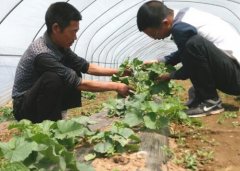 种植甜瓜新品种“中原绿宝石F1”亩产可达4000公斤以上