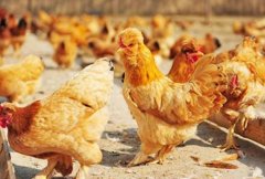 [每日农经]果园里养殖宫廷黄鸡（北京油鸡）效益高