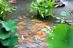 鱼池施肥要注意什么?养鱼稻田怎样施用氮肥?