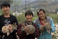 重庆巫溪才志伟养殖杂交的巫巴兔卖价高