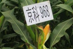 [农广天地]玉米优良品种—京科968