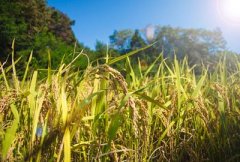 水稻、大豆、玉米未来价格行情预测：水稻先降后涨，玉米小涨！
