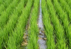 水稻低龄期慎用2甲4氯二甲胺盐