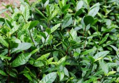 茶树什么时候移栽种植好?对土壤和环境有什么要求？