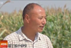 [科技苑]玉米晚收10天增产200斤的秘密