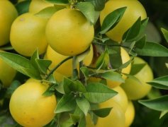 柚子种植前景如何？种一亩柚子的成本和利润是多少？