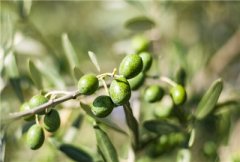橄榄种植时间是几月份？种植几年能结果？
