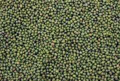 绿豆多少钱一斤？2017年绿豆价格分析预测
