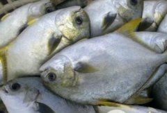 深海金鲳鱼养殖为何受宠