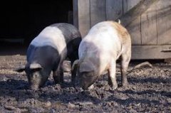 2017年下半年生猪价格预测 猪肉价格会上涨吗?