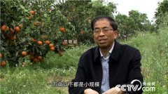 [致富经]厅官范敬超退休种柑橘 专门打造百万富翁的范老爷子