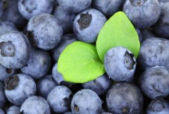 蓝莓适宜什么地方种植？2017年的种植效益如何