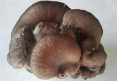 蘑菇为什么会出现畸形菇,地蕾菇,红根菇等“怪胎”