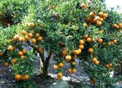 六月份柑橘树土肥水及修剪管理技术要点