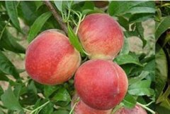 植早熟桃和晚熟桃错季上市效益高