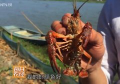 [每日农经]湖北监利清水养殖小龙虾红火了市场