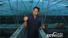 杨新权养殖淡水龙虾 如何用1000对龙虾赚出1000万元