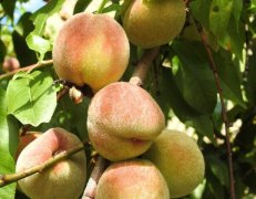 桃树有哪些常见病虫害？如何防治