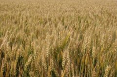 2017年河南小麦托市收购启动，低于国家最低小麦收购价