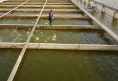 [科技苑]高密度养鱼新技术 让10亩水面产出300万斤鱼