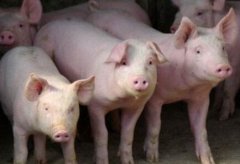 2017年8月猪价行情分析：是什么制约了猪价的上涨？