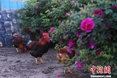 农民玫瑰花下养鸡探寻致富新路径