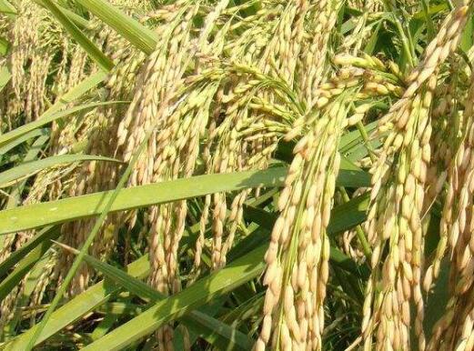2017年水稻最低收购价下调 上市价或每斤下滑2到8分钱