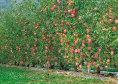 [农广天地]苹果园的水肥一体化技术
