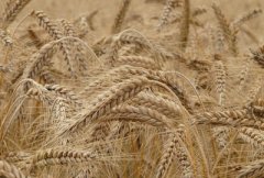 2017年小麦最新价格行情及未来走势分析