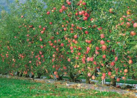 苹果园的水肥一体化技术