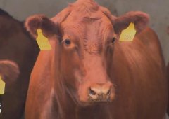 养殖无角的的红安格斯牛更畅销