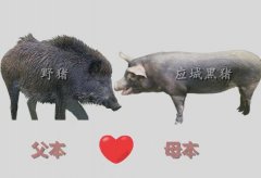 [科技苑]湖北应城万小涛野猪养殖视频：野猪落入陷阱之后