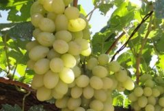 马奶葡萄什么时间成熟，多少钱一斤？