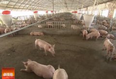 [科技苑]王世杰把猪养在大田里